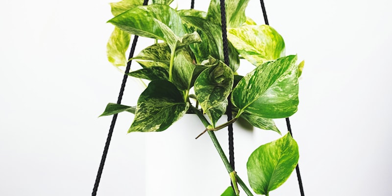 欧洲冠军联赛直播预告 - 皇家马德里与拜仁慕尼黑的对阵海报